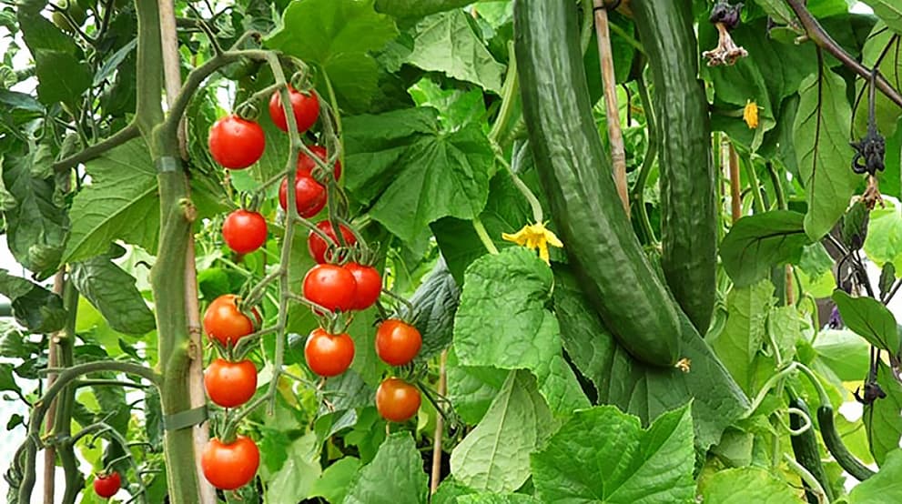 Подкормка томатов и огурцов: народные средства - полезные статьи осадоводстве от Agro-Market24
