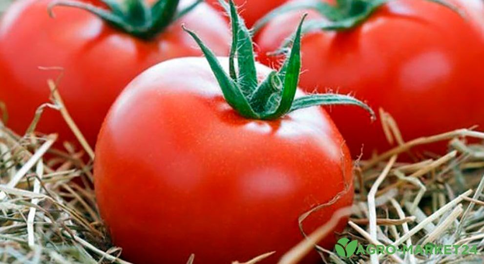 Самые урожайные сорта ранних томатов - Agro-Market24