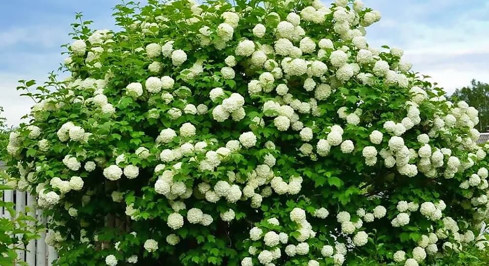 Калина Бульденеж: белоснежное чудо в саду - уход, выращивание, характеристики