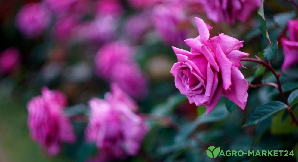 Популярные сорта фиолетовых роз
