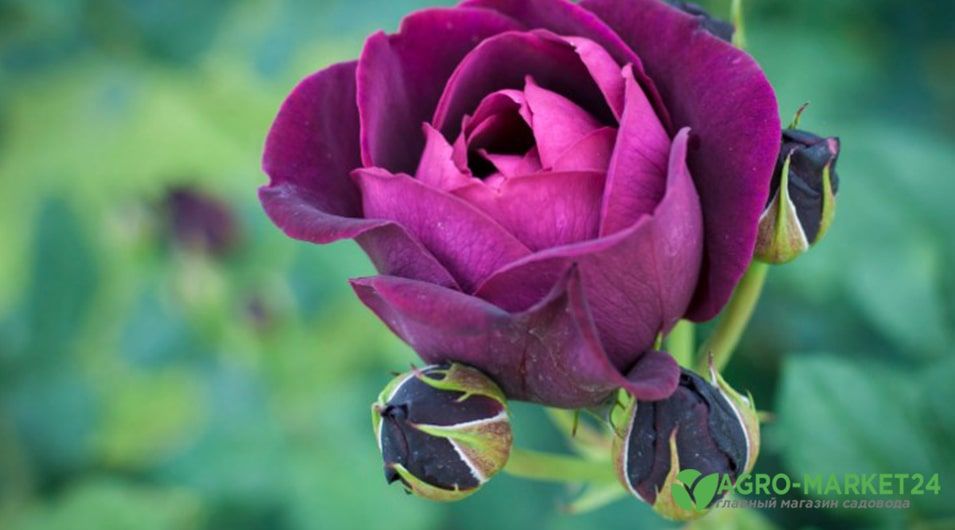 Самая ароматная роза: сорта роз с сильным ароматом - АгроМаркет24