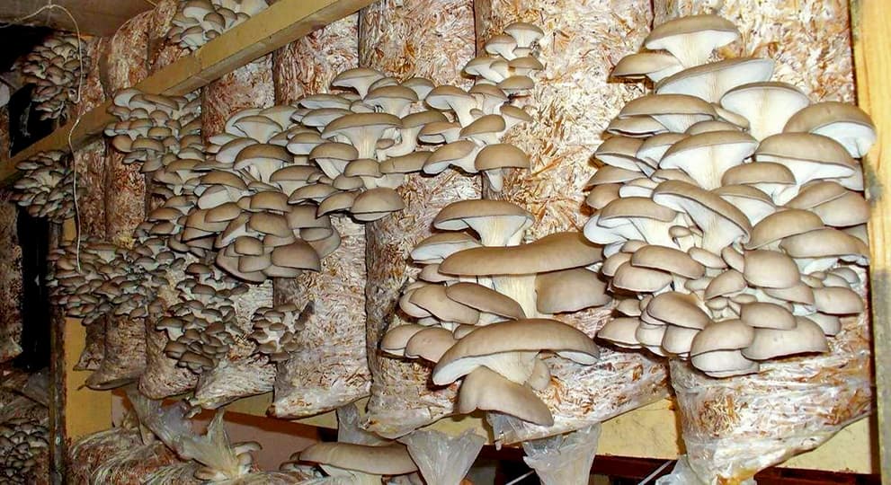 Выращивание грибов в доме и на участке