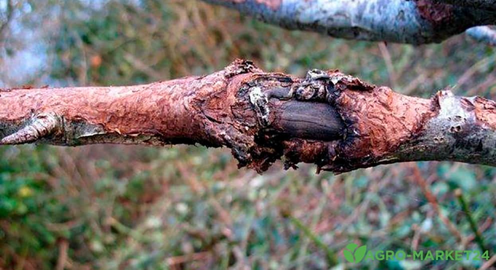 Как и чем лечить кору деревьев от трещин и ран