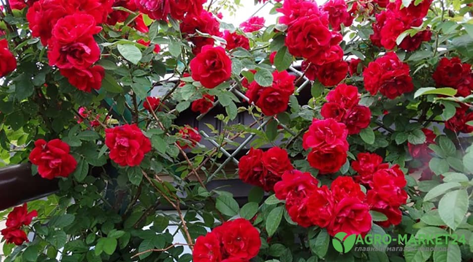 Радость летнего дня: роза с сочными красками и нежными лепестками