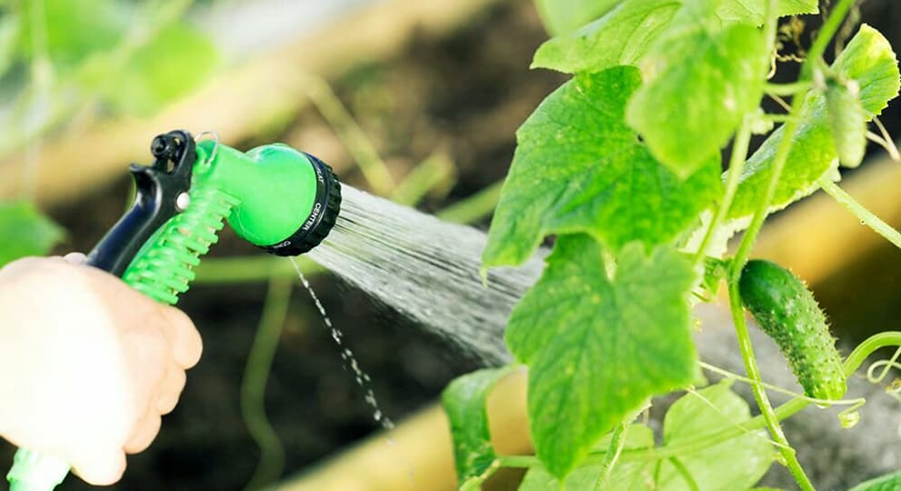 Основные правила полива огурцов - полезные статьи о садоводстве отAgro-Market24