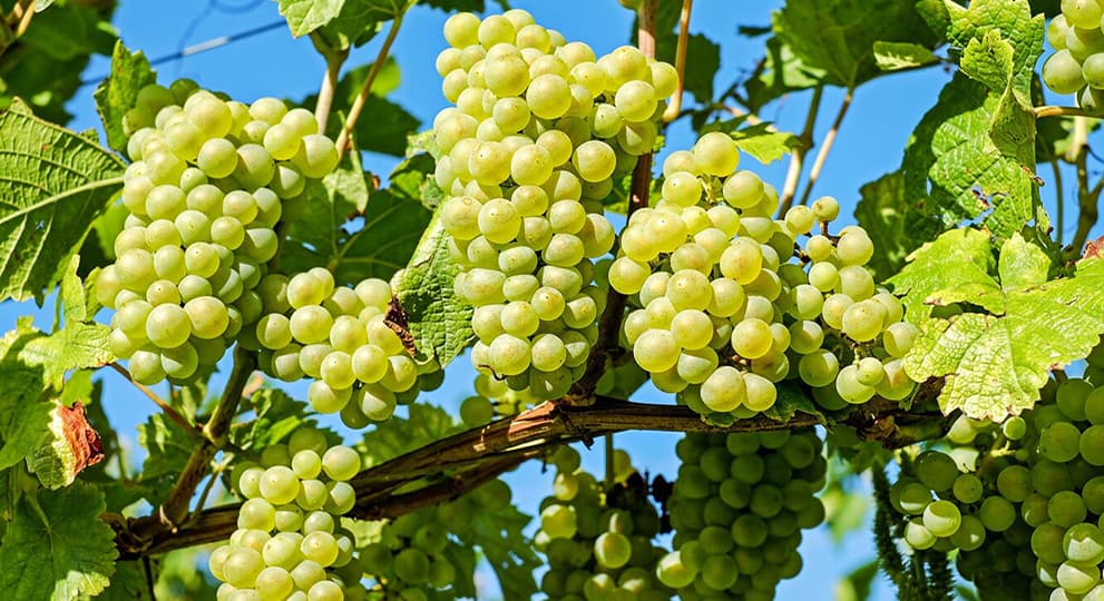 Уход за виноградом в августе - полезные статьи о садоводстве отAgro-Market24