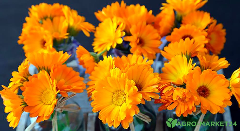 Цветы оранжевого цвета - Agro-Market24