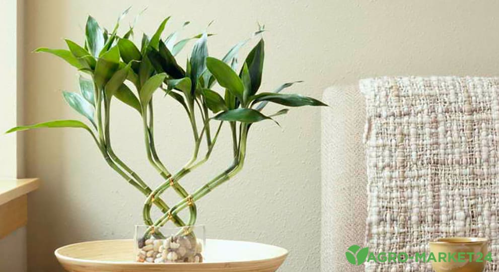 Как растить бамбук в домашних условиях?