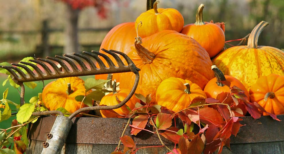 Лунный посевной календарь на октябрь 2023 - полезные статьи о садоводстве  от Agro-Market24