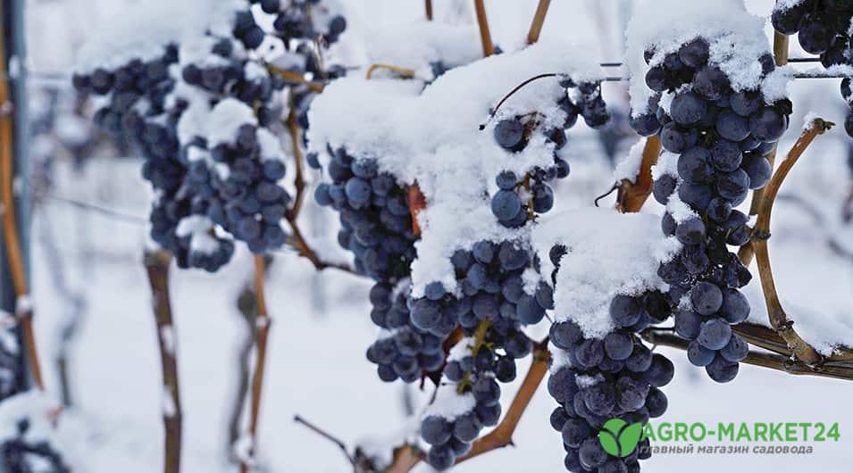 Морозостойкие сорта винограда: виды зимнего винограда - АгроМаркет24