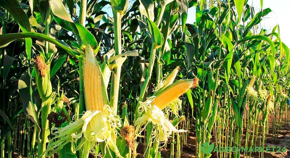 Как сажать кукурузу: схема посадки кукурузы - Agro-Market24