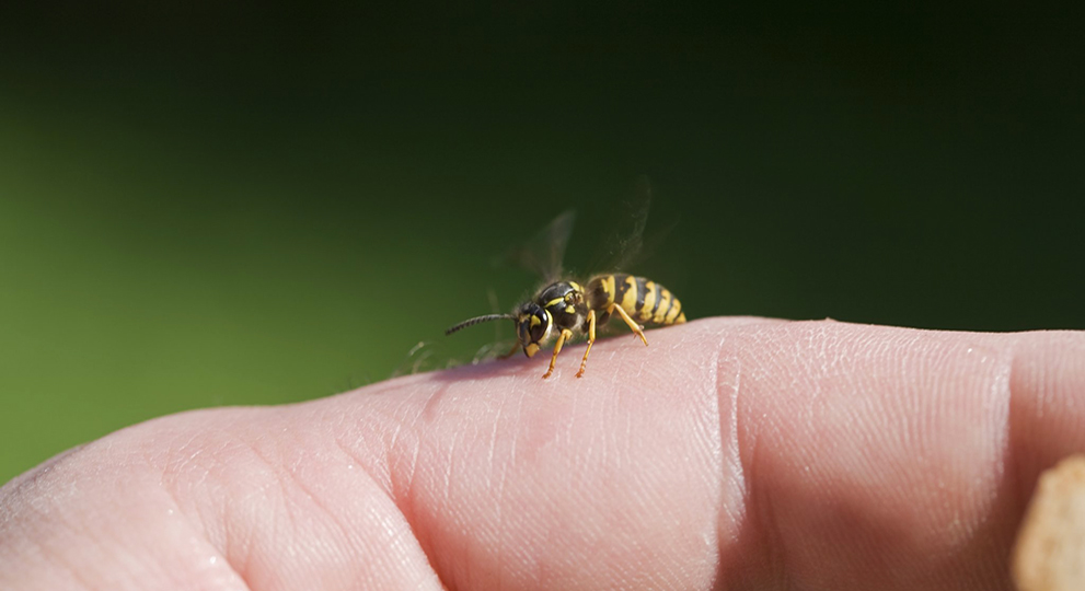 Что делать, если укусила пчела: пять советов для первой помощи