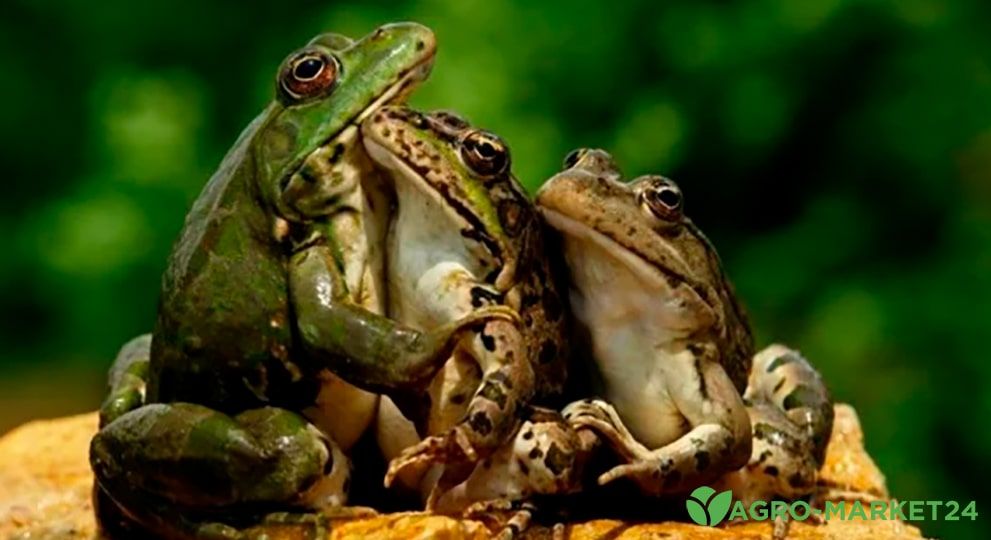 Польза и вред от жаб в саду - Agro-Market24