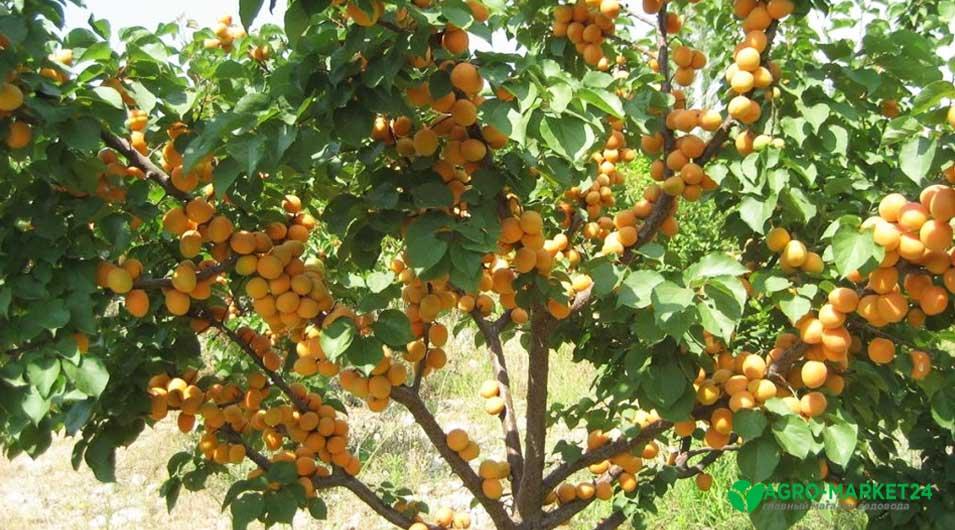Особенности выращивания садового абрикоса
