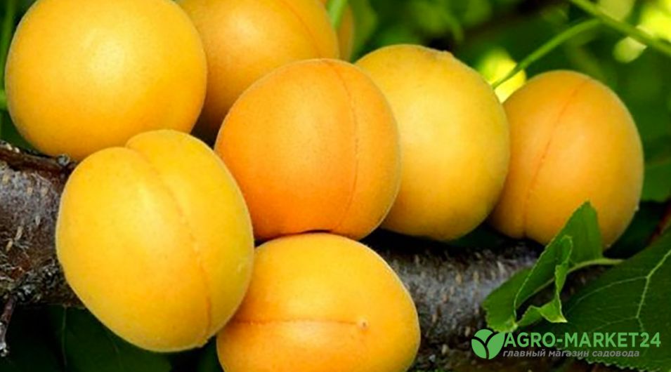 Виды раннего абрикоса: лучшие ранние сорта абрикос - АгроМаркет24