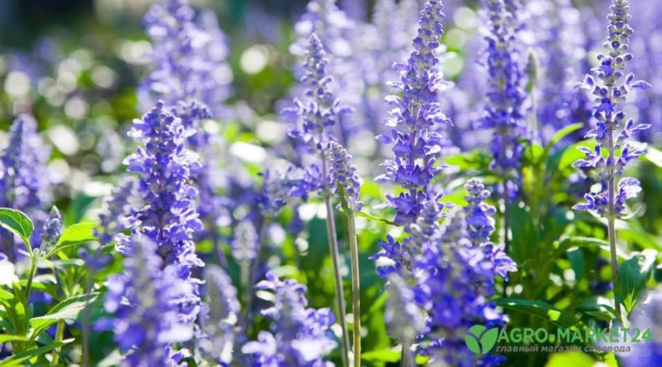 Садовые цветы-многолетники: фото с названием и описанием | garant-artem.ru