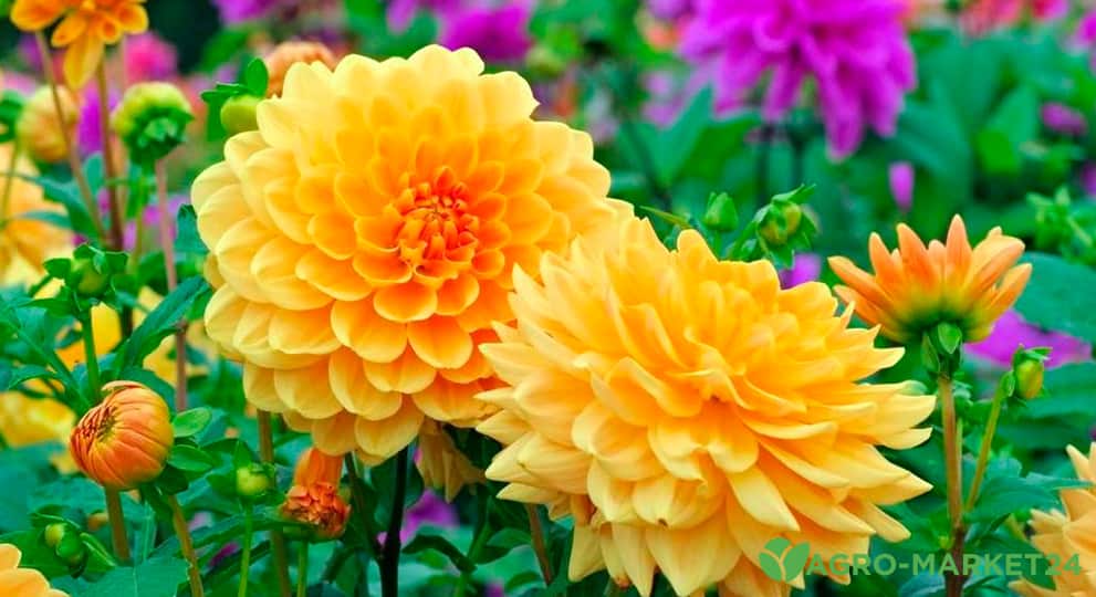 Желтые садовые цветы в саду: лучшие многолетние и однолетние с названиями и фото