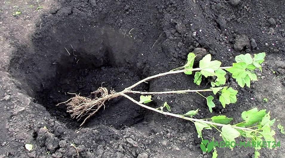 Как посадить смородину: выращивание и уход за смородиной