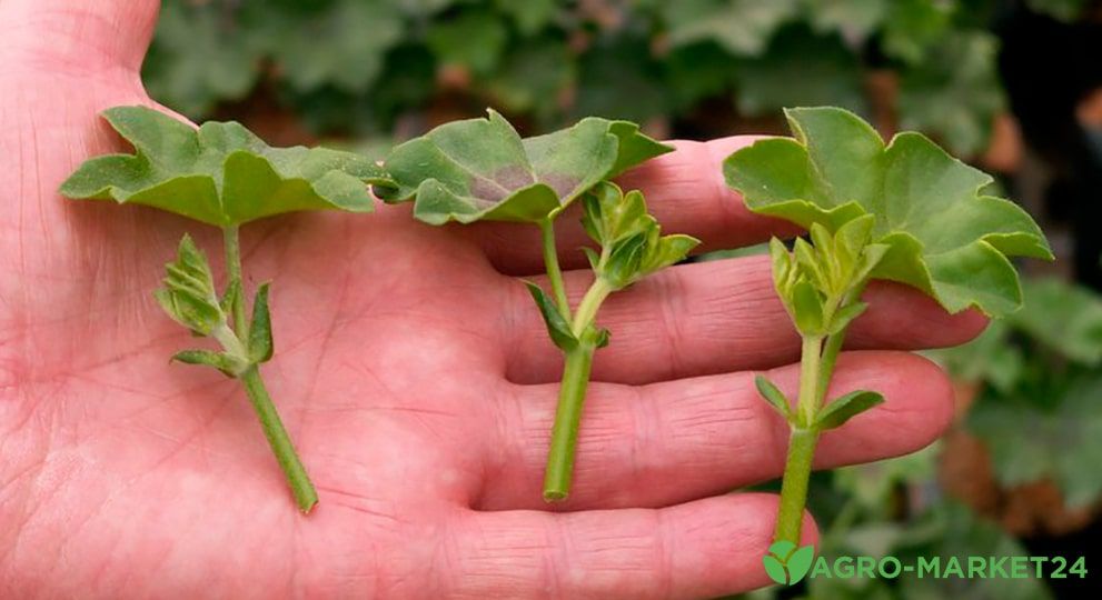 Как вырастить розу из букета из черенка - в картошке и другие способы
