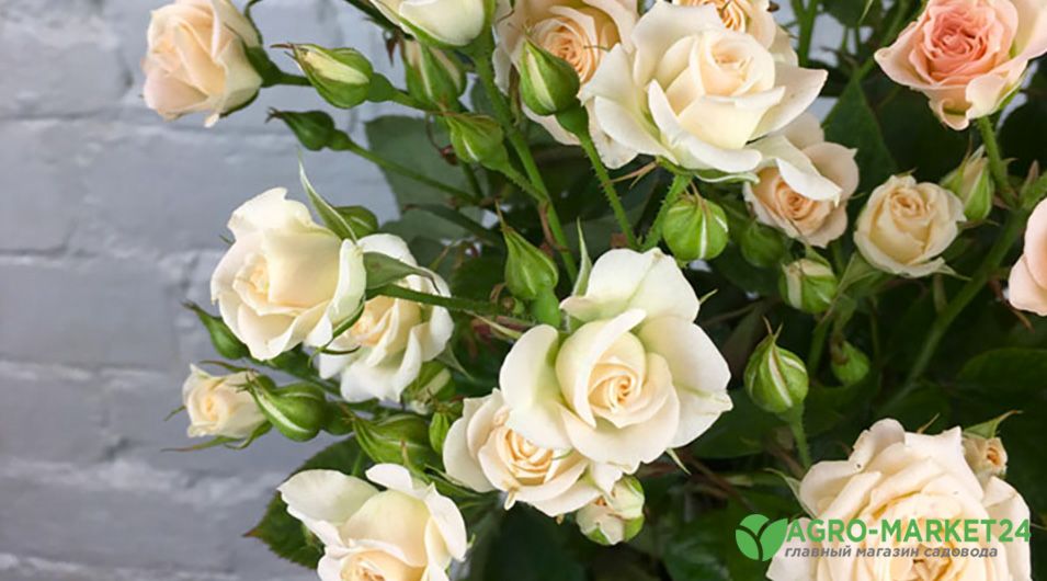 Роза спрей Белый (туба а/ф Сибирский сад) купить за р. в садовом центре АСТ Медовое