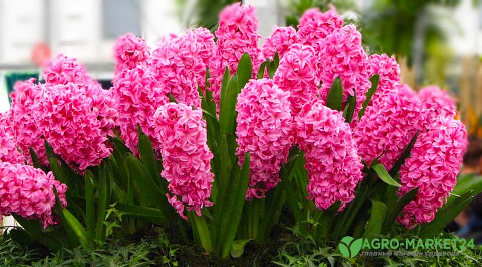 Какие цветы сильно пахнут и какие душистые и ароматные растения можно выращивать дома