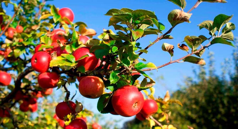 Осенняя посадка яблони: секреты и рекомендации - полезные статьи осадоводстве от Agro-Market24