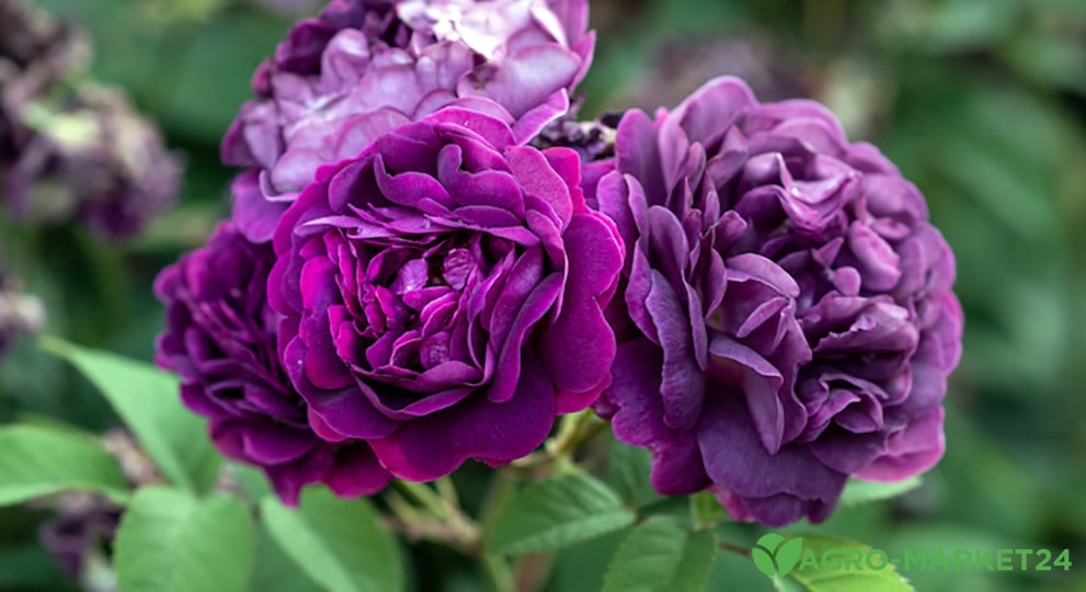 Лучшие сорта пурпурных роз