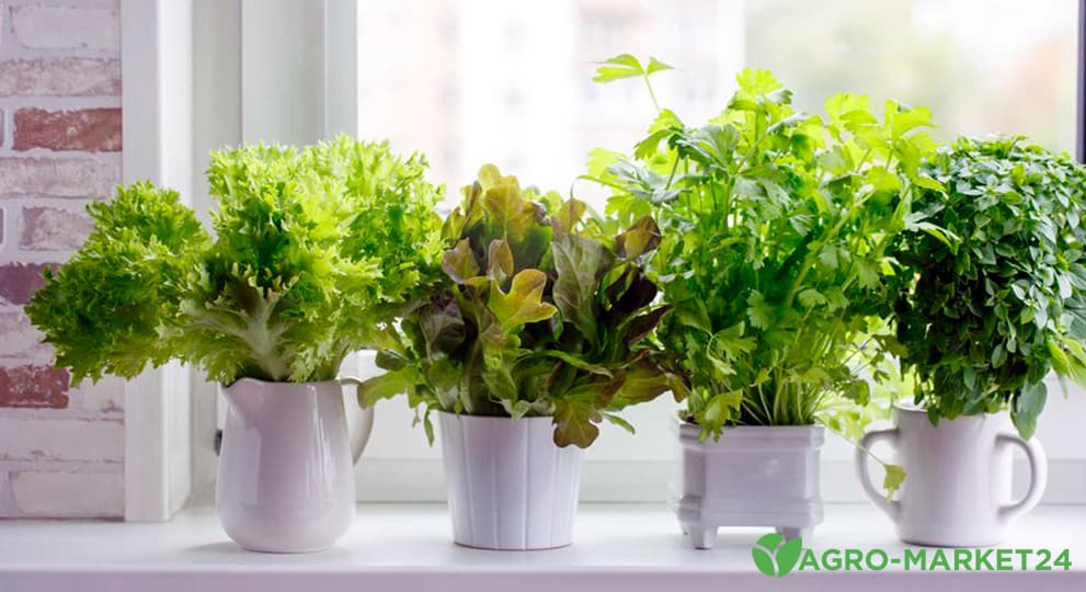 Как вырастить салат на подоконнике - Agro-Market24