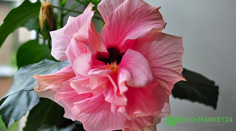 Комнатный гибискус, или Китайская роза — красочное цветение и простой уход