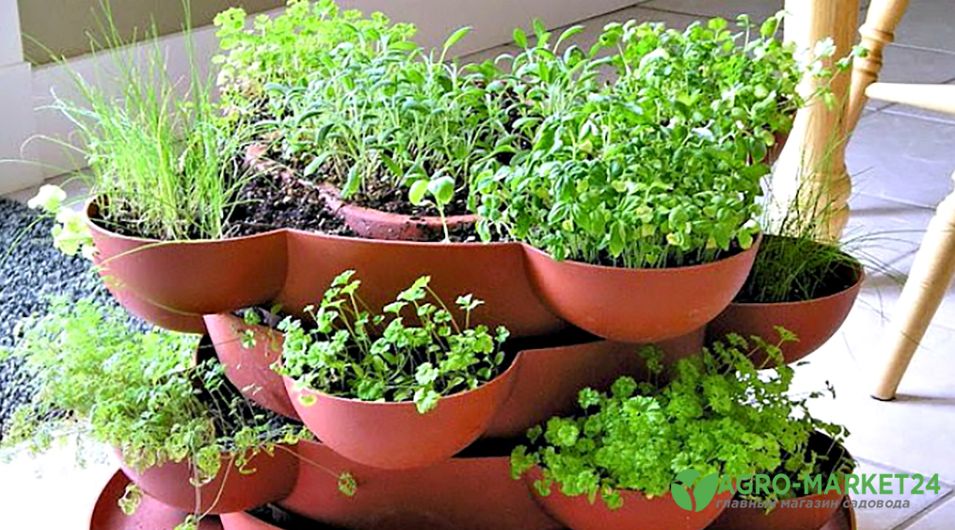 Как выращивать микрозелень в домашних условиях: 6 способов