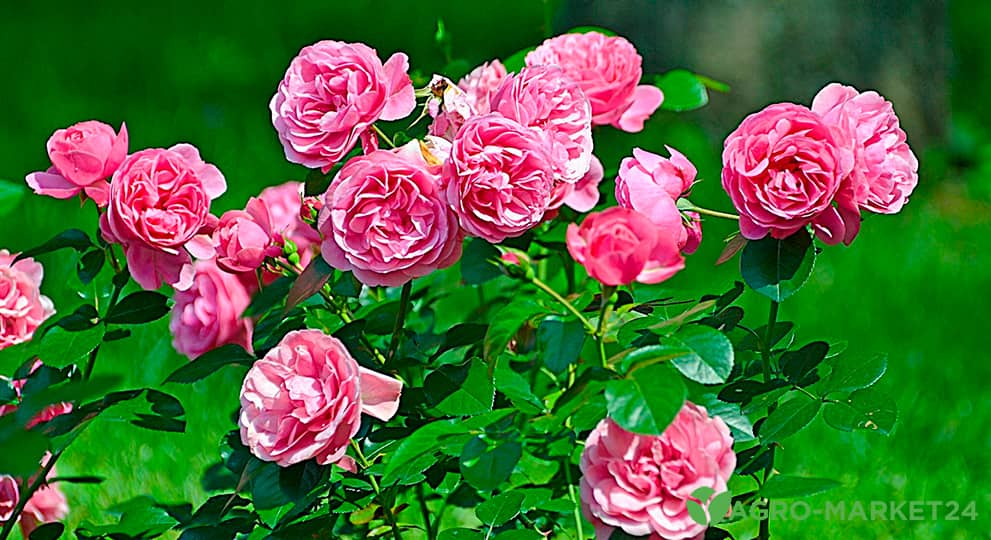 Что сделать, чтобы купленные розы долго стояли в вазе: правила ухода за букетом