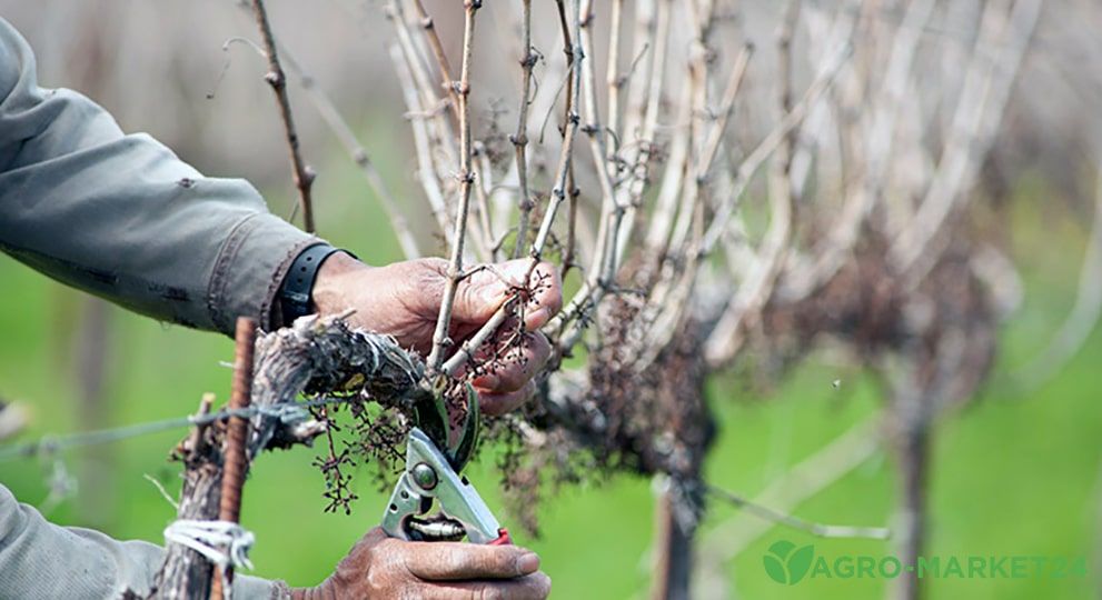 Уход за виноградом весной: весенний уход за виноградом - Agro-Market24