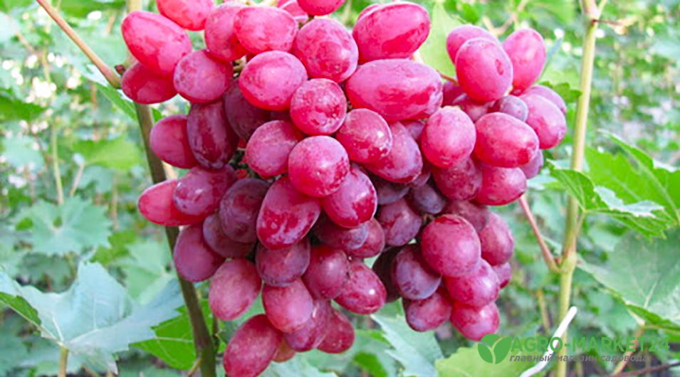 Сорта винограда без косточек