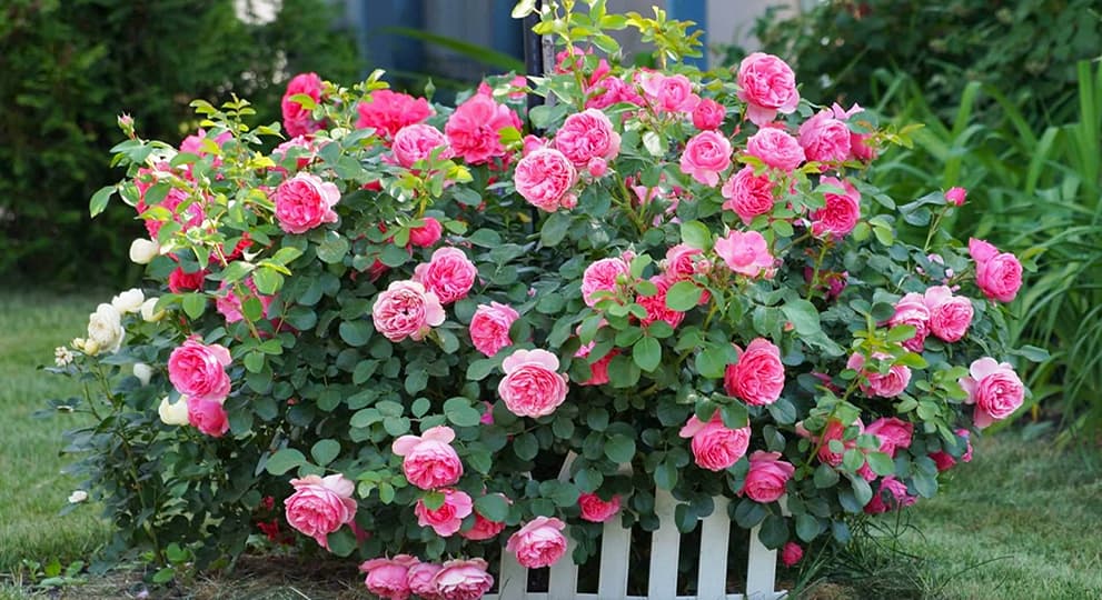 Обрезка роз после цветения - полезные статьи о садоводстве от Agro-Market24