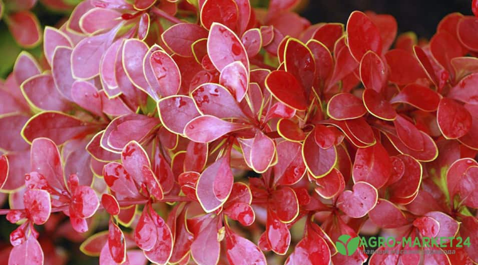 Комнатный цветок с бордовыми листьями: подборка картинок