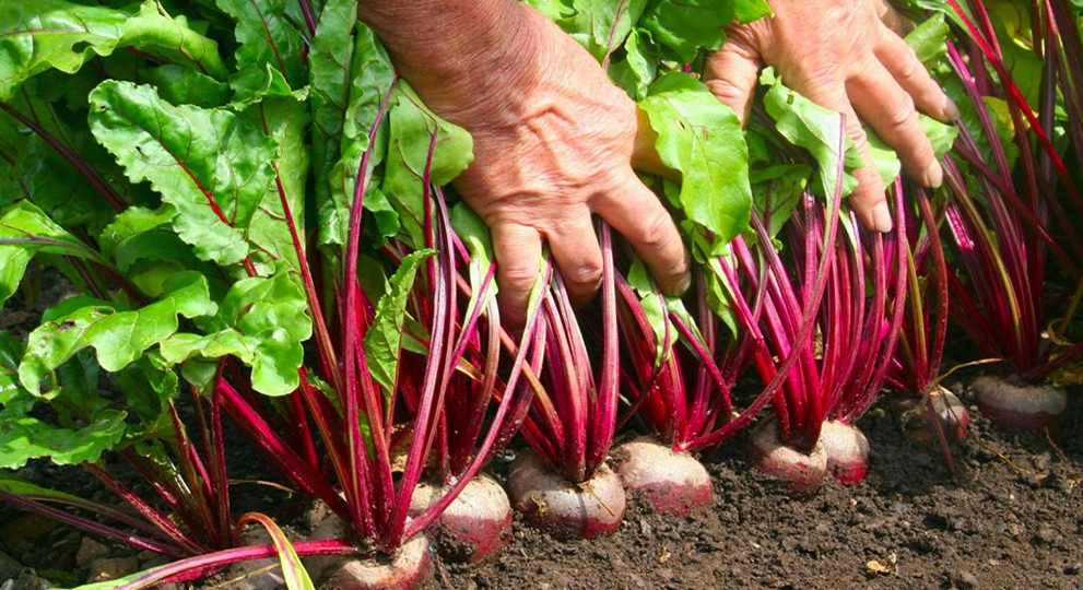 Выращивание свеклы - полезные статьи о садоводстве от Agro-Market24