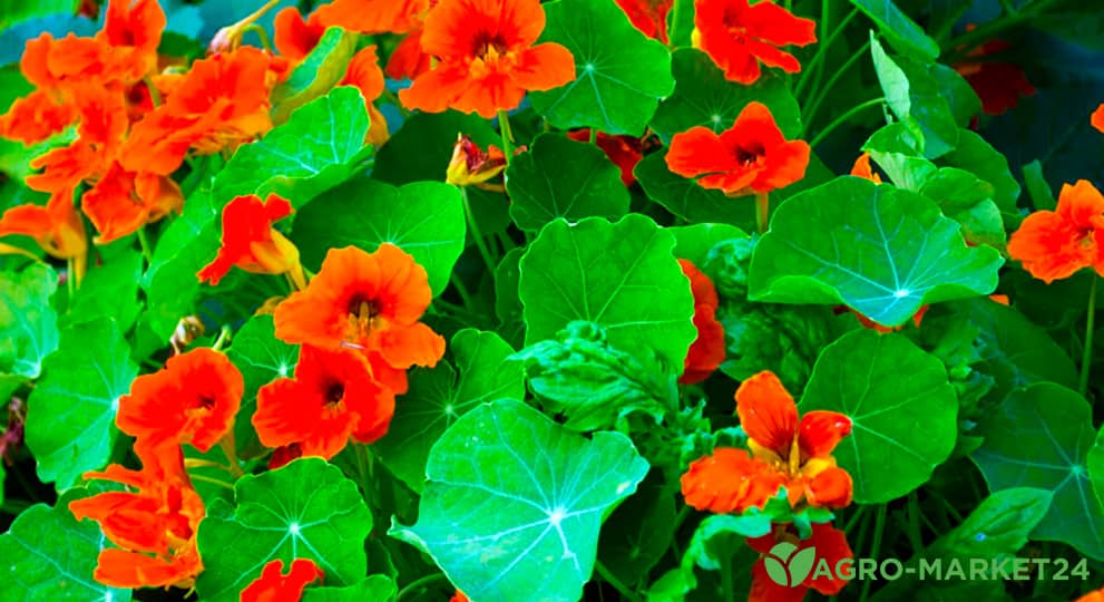 Позитивный сад: ТОП-7 оранжевых цветов
