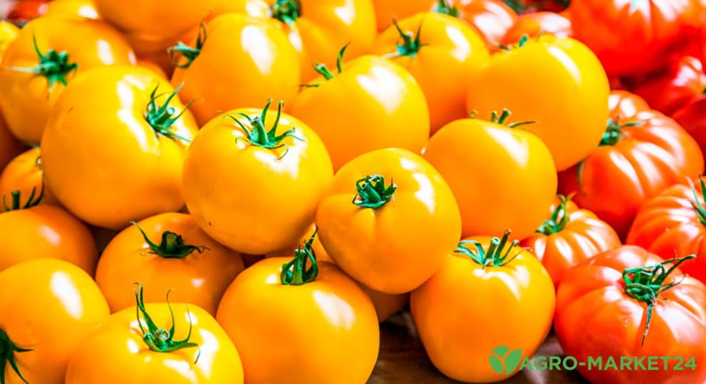 Лучшие сорта оранжевых томатов