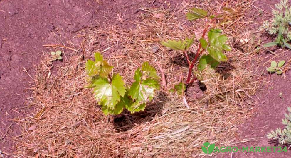 Уход за виноградом весной: весенний уход за виноградом - Agro-Market24