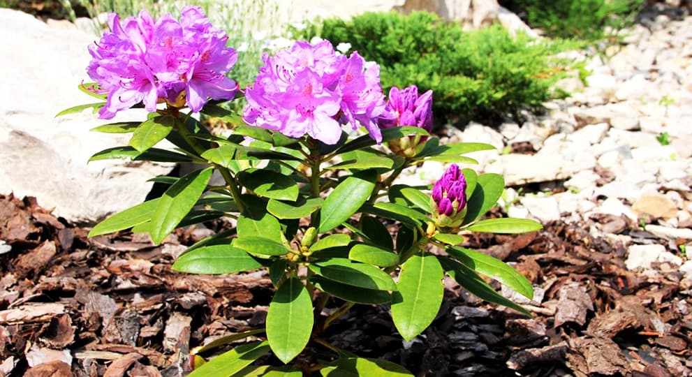 Правильная посадка рододендрона – залог непревзойденного цветения