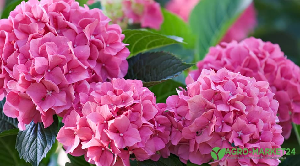 Гортензия не цветет – 7 шагов к пышному цветению