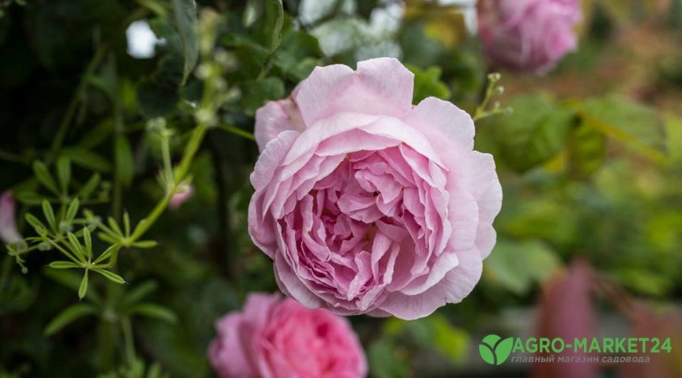 Топ-10 самых красивых сортов роз в мире