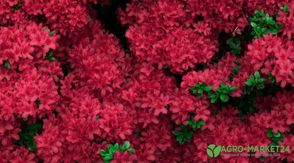 Сорта красного рододендрона: список с фото и описанием, отзывы | Мир растений