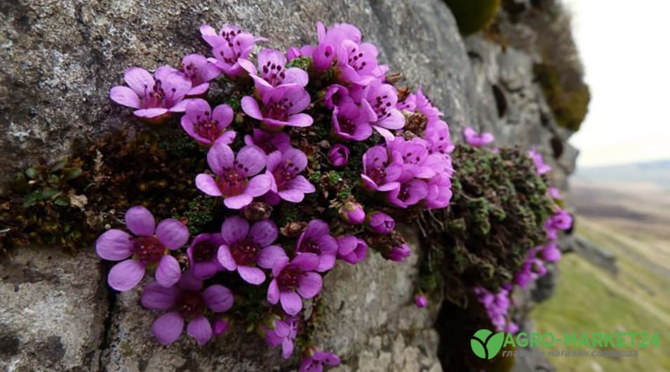Почвопокровные цветы: неприхотливые почвопокровные цветы для сада -Agro-Market24