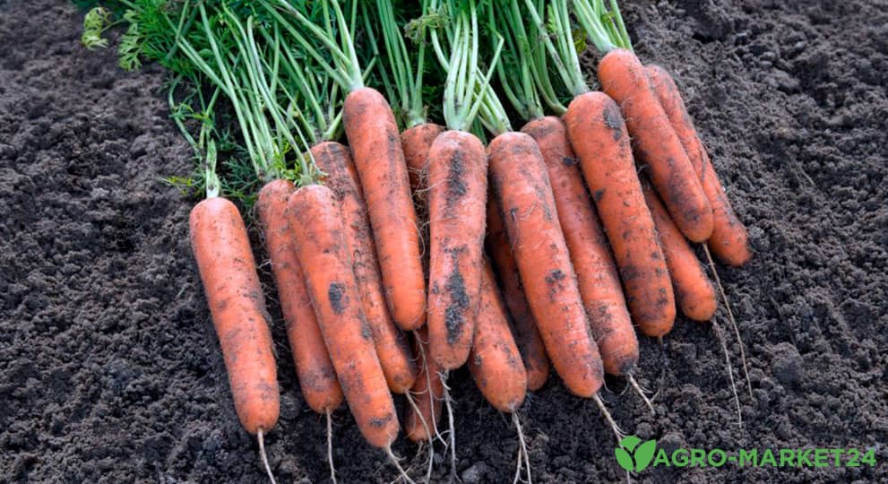 Когда вовремя собирать морковь - Agro-Market
