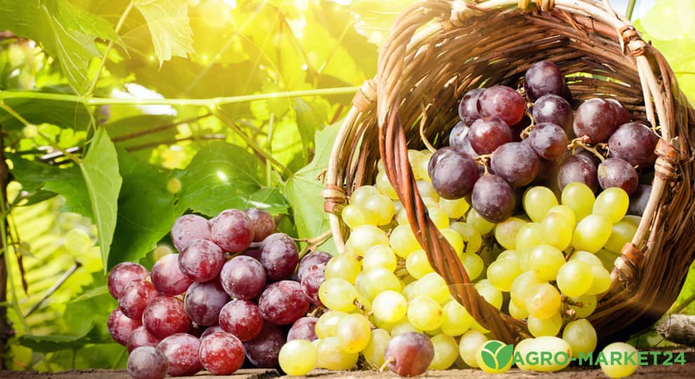 Сорта винограда сверхраннего срока созревания - Agro-Market24
