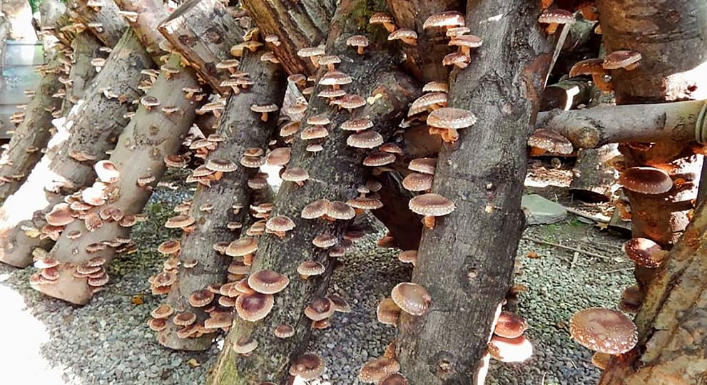 Как вырастить мицелий шампиньонов, и почему надежнее его покупать - Купить мицелий (семена) грибов