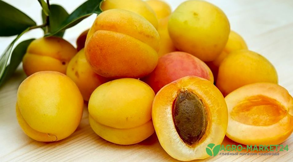 Виды раннего абрикоса: лучшие ранние сорта абрикос - АгроМаркет24