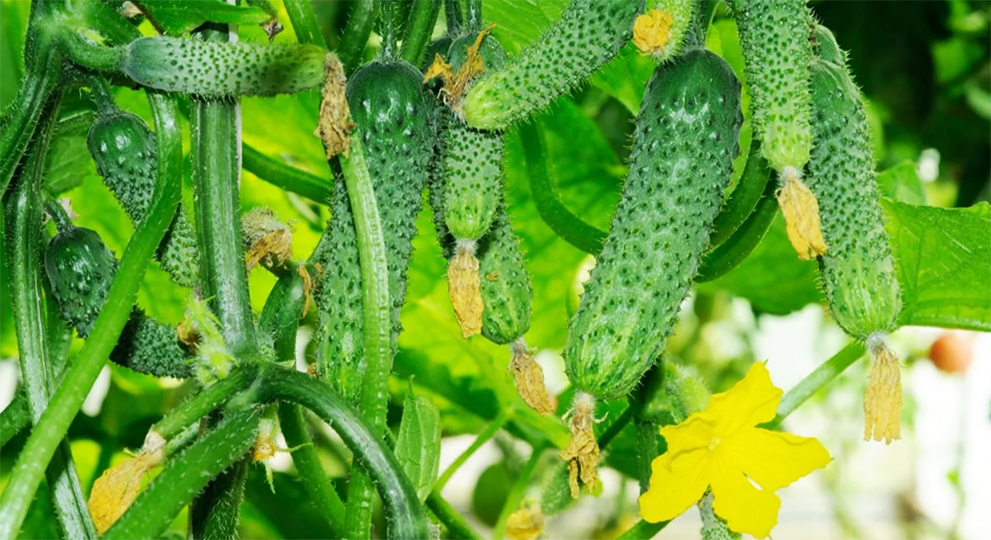 Секреты выращивания огурцов - полезные статьи о садоводстве от Agro-Market24