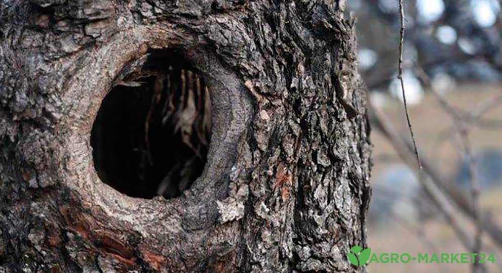 Профилактика от трещин и ран на деревьях